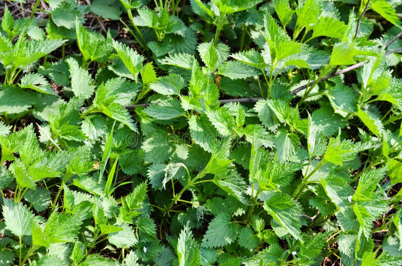 Urtiga foto de stock royalty free