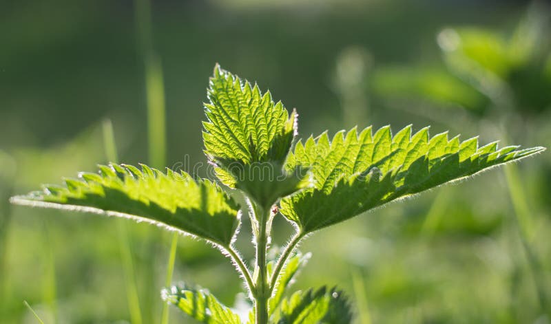 Urtiga fotos de stock