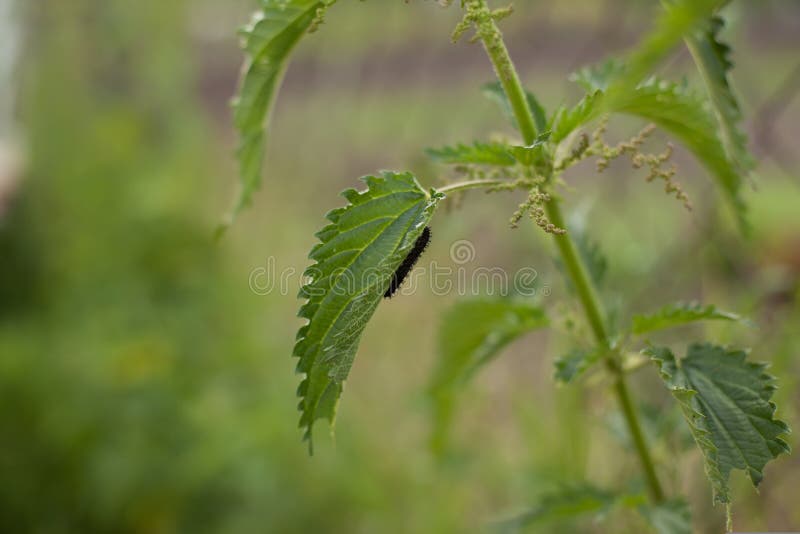 Nettle with caterpillar royalty free stock photo Nettle with caterpillar royalty free stock photo