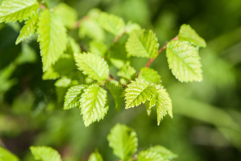 Nettle stock photography
