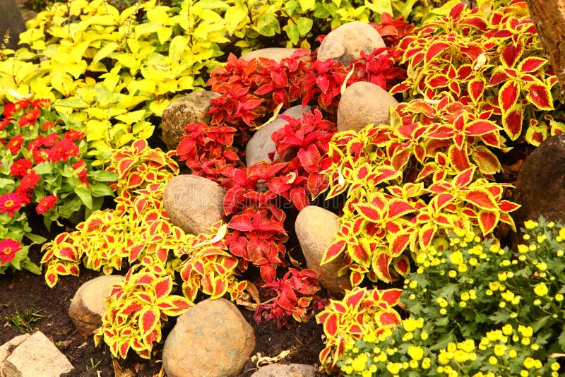 Nettle Decorative Grass in Flower Bed Stock Photo Image of decorative, colorful 94237900