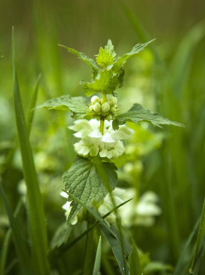 Nettle flower stock image. Image of green, park, plant 25081669