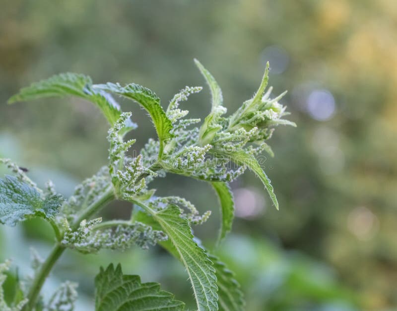 Nettle flower stock image. Image of garden, spring, herbal 269743513