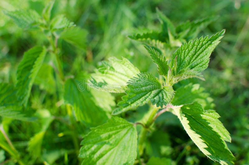 Nettle royalty free stock photo