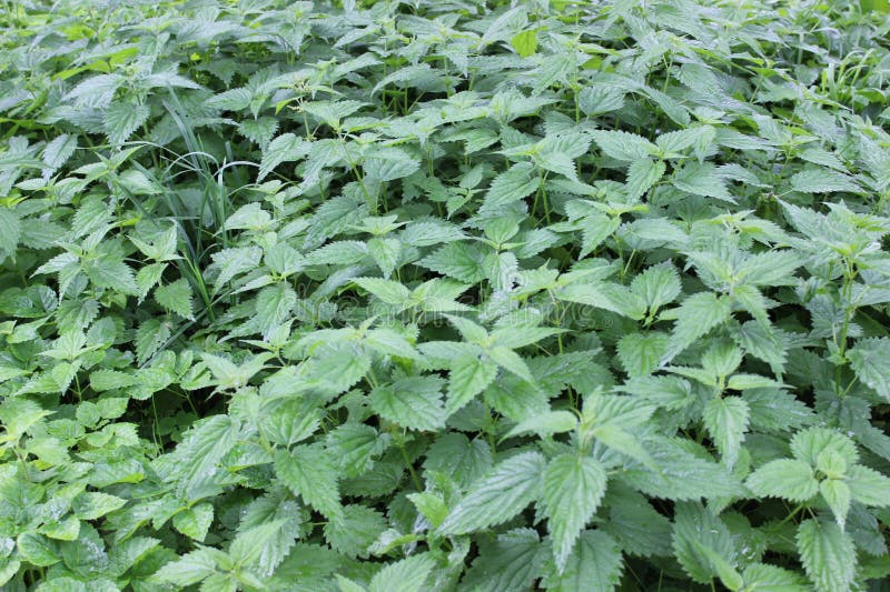 The nettle texture stock photography