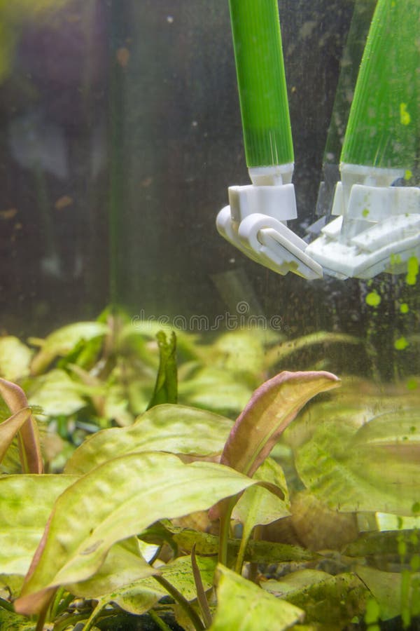 Nettoyage du verre dans l'aquarium de la plaque d'algues vertes images libres de droits Nettoyage du verre dans l'aquarium de la plaque d'algues vertes images libres de droits