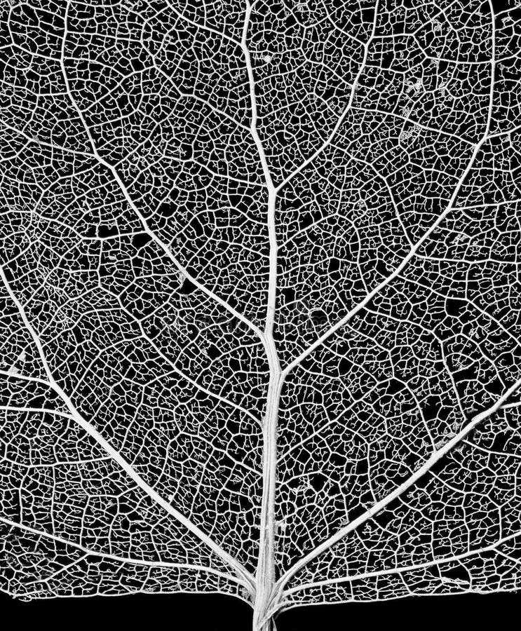 Podrobný, close-up cottonwood stromu list kostra.