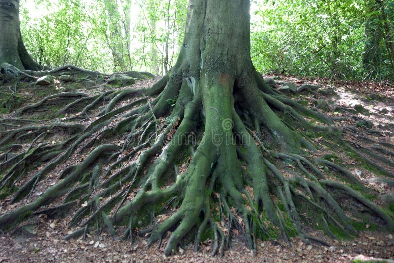 Network of roots from big old tree in mature woods in the Cheshire countryside in England