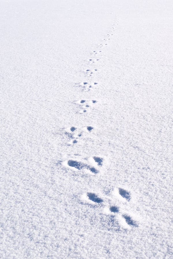 Neue Abdrücke, Schritte vom Tierkaninchen auf dem weißen Schneegebiet stockbilder Neue Abdrücke, Schritte vom Tierkaninchen auf dem weißen Schneegebiet stockbilder