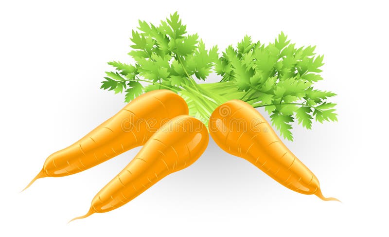 Neue geschmackvolle orange Karotteabbildung