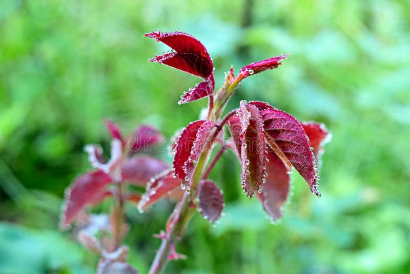 Neue rote Rosenblätter mit Wassertröpfchen lizenzfreie stockfotografie Neue rote Rosenblätter mit Wassertröpfchen lizenzfreie stockfotografie