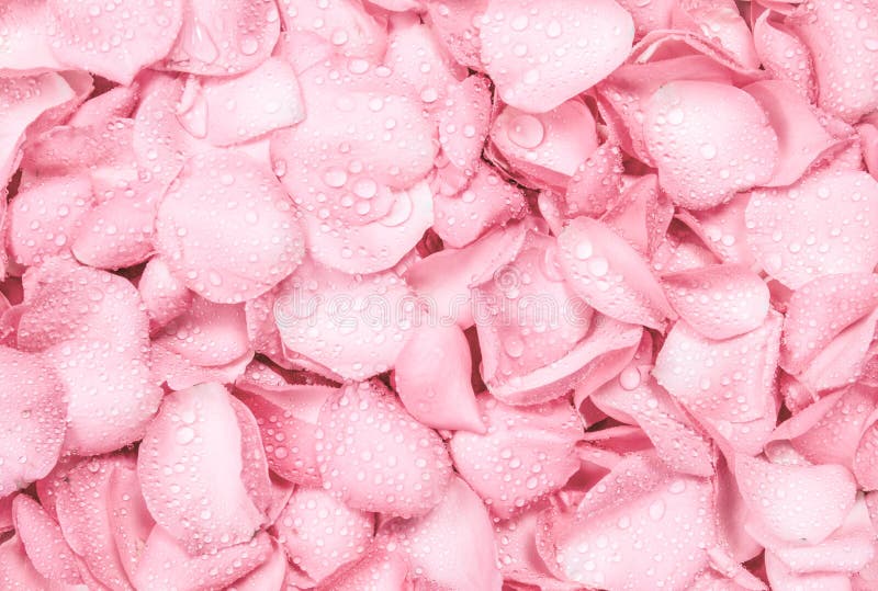 Neuer hellrosa Hintergrund des rosafarbenen Blumenblattes mit Wasserregentropfen lizenzfreies stockbild