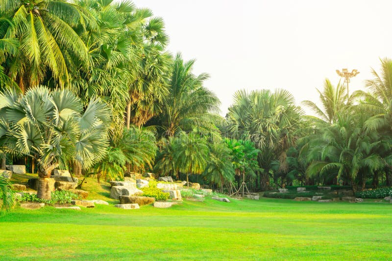 Neues grünes Manila-Grasyard, glatter Rasen in den schönen botanischen Palmen arbeiten, gute Sorgfaltlandschaften in einem allgem