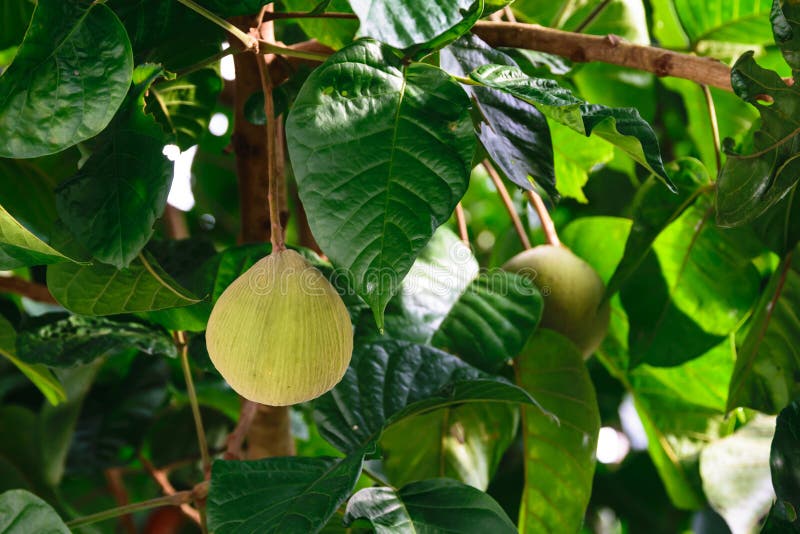 Neues Santol Sandoricum-koetjape Tropische Frucht Auf Dem Baum Im ...