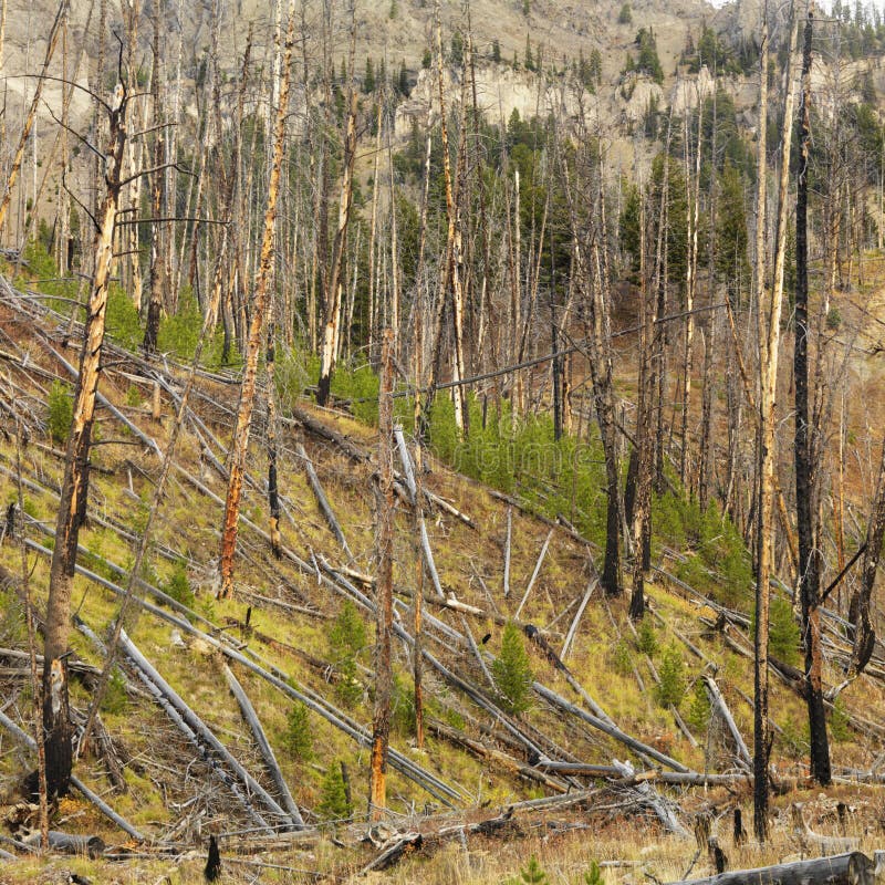 Neues Wachstum nach Waldbrand. lizenzfreie stockfotos Neues Wachstum nach Waldbrand. lizenzfreie stockfotos