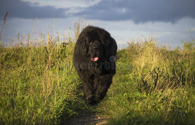 Neufundland-Hund, der zur Kamera läuft stockfotografie Neufundland-Hund, der zur Kamera läuft stockfotografie