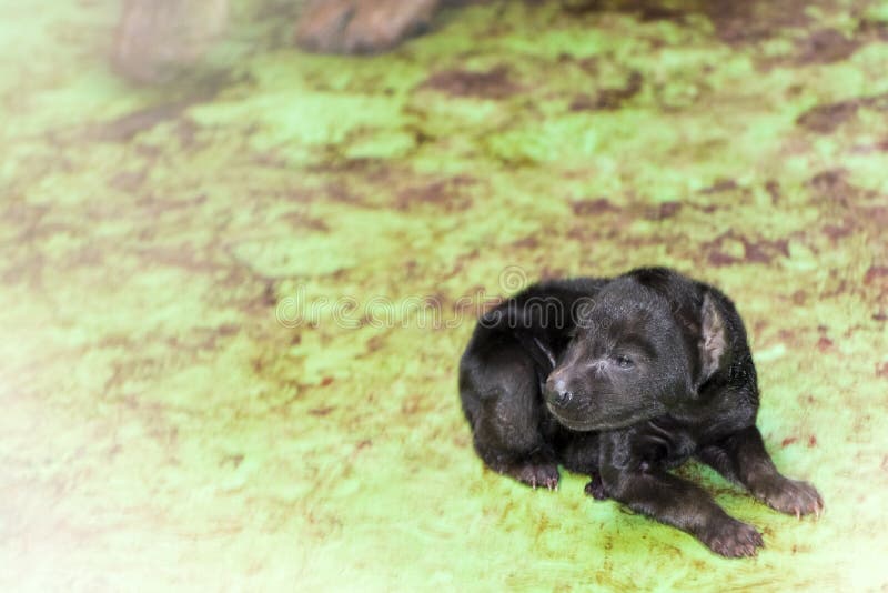 Neugeborene Gefleckte Hyane Baby In Einem Zoohaus Stockbild Bild Von Hyane Schatzchen 215531045