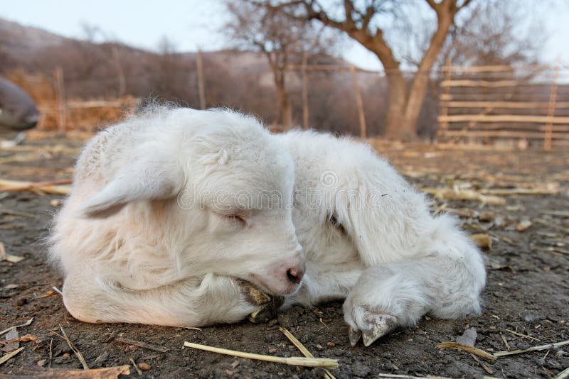 New born little young goat. Romania. New born little young goat. Romania