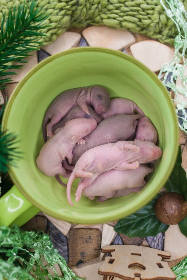 Neugeborene Rattenjunge liegen in einem großen Becher Kurze, kahle, blinde Nagetiere lizenzfreie stockfotos Neugeborene Rattenjunge liegen in einem großen Becher Kurze, kahle, blinde Nagetiere lizenzfreie stockfotos