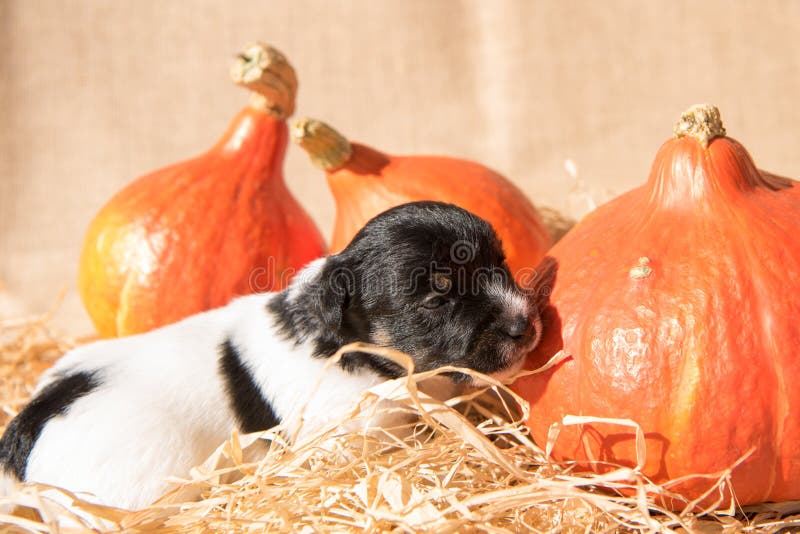 Neugeborener Jack Russell Terrier-Welpe mit Kürbis stockfoto Neugeborener Jack Russell Terrier-Welpe mit Kürbis stockfoto