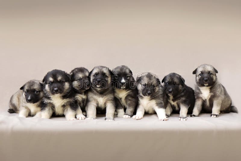 Neugeborener kleiner Welpe Metis-Schlittenhund lizenzfreie stockfotos Neugeborener kleiner Welpe Metis-Schlittenhund lizenzfreie stockfotos
