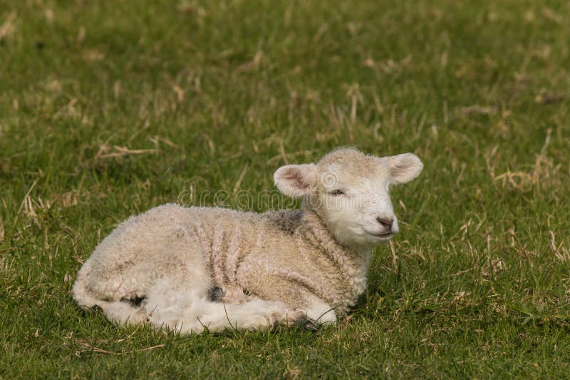 Neugeborenes Lamm, das auf Gras stillsteht stockfotos