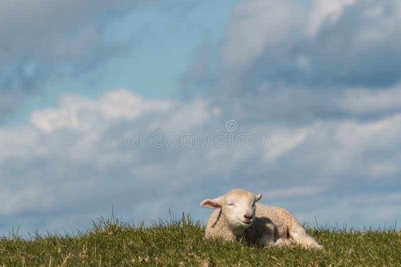 Neugeborenes Lamm, das auf Gras stillsteht lizenzfreie stockbilder