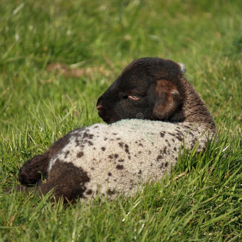 Neugeborenes Lamm, das auf grasartiger Wiese stillsteht lizenzfreie stockfotos