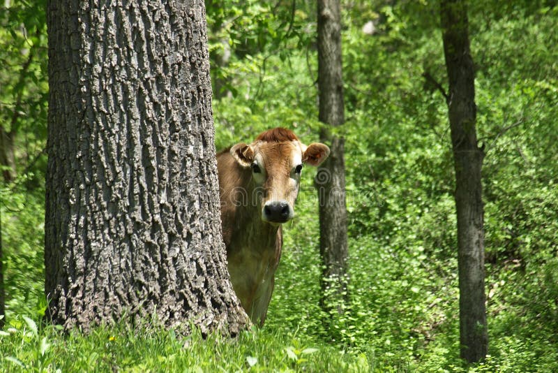 Curious cow peeks out from behind a tree. Curious cow peeks out from behind a tree