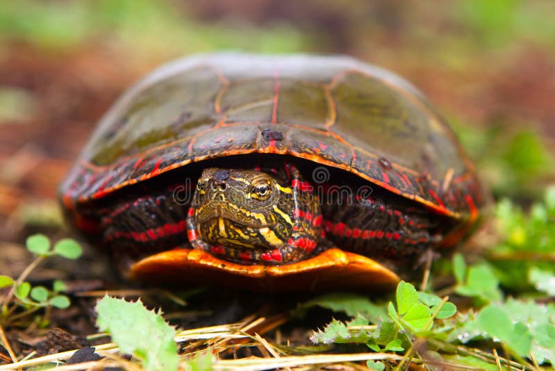 Painted Turtle Hiding In Shell Becomes Curious And Peeks Head Out. Painted Turtle Hiding In Shell Becomes Curious And Peeks Head Out.