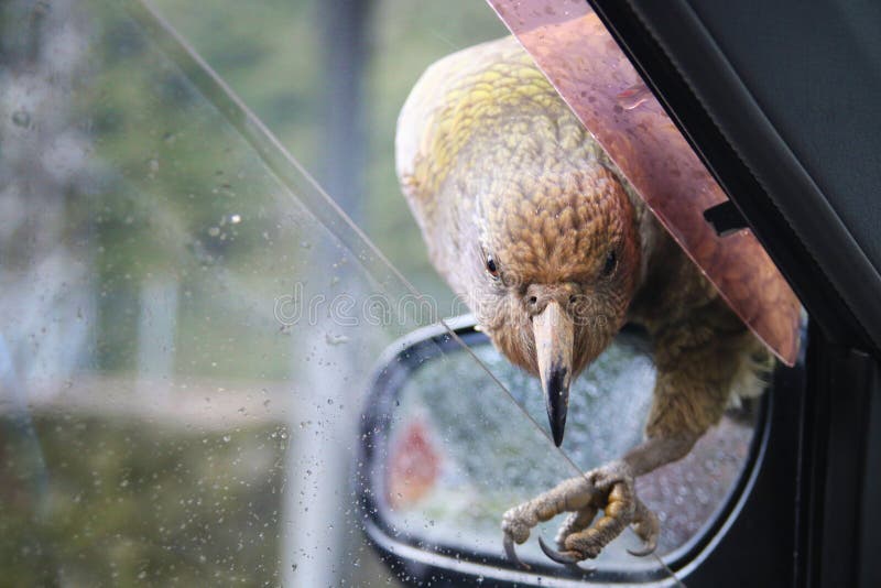 Neugieriger alpiner Papagei, Kea-Vogel das gebürtige Tier Neuseeland-` von den Südinsel-Alpen, die auf Autospiegel sitzen und ver stockfotografie Neugieriger alpiner Papagei, Kea-Vogel das gebürtige Tier Neuseeland-` von den Südinsel-Alpen, die auf Autospiegel sitzen und ver stockfotografie