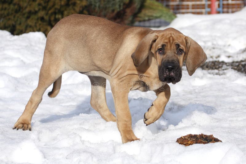 Brasilianischer Mastiff Oder Fila Brasileiro Hund Stockfoto Bild von