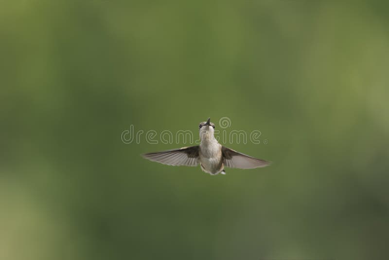 Neugieriger Knabe, der einen näheren Blick wirft stockfotografie Neugieriger Knabe, der einen näheren Blick wirft stockfotografie