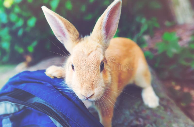 Wildkaninchen Auf Einem Gebiet Stockfoto Bild von garten