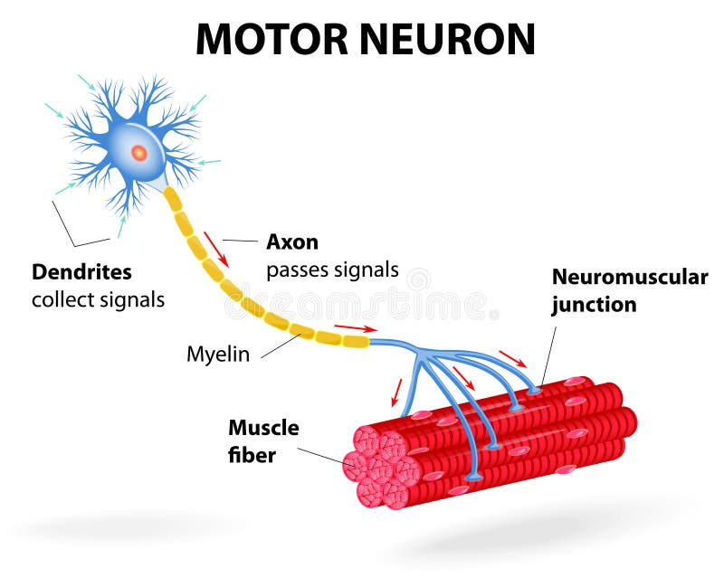 Neurônio de motor. Diagrama do vetor