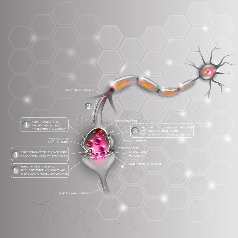 Neurônios e sinapse ilustração stock Neurônios e sinapse ilustração stock