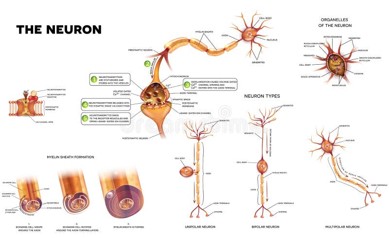 Neuron anatomii plakat ilustracja wektor Neuron anatomii plakat ilustracja wektor