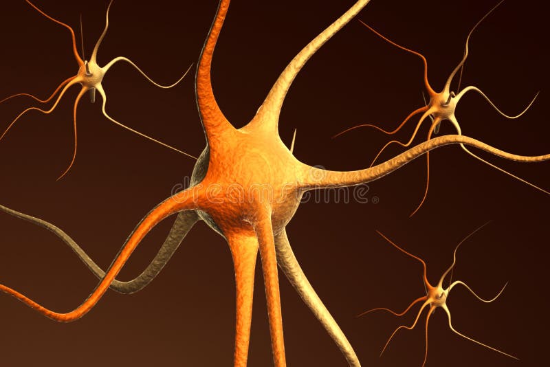 are neurons the only kind of cell in the brain are neurons the only kind of cell in the brain