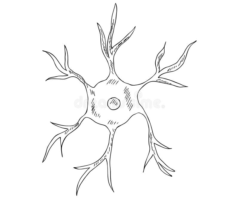Neuron Diagram & Types | Ask A Biologist