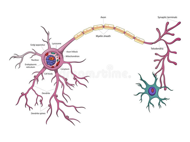 How TO Draw neuron cell easy/draw nervous system easy - YouTube