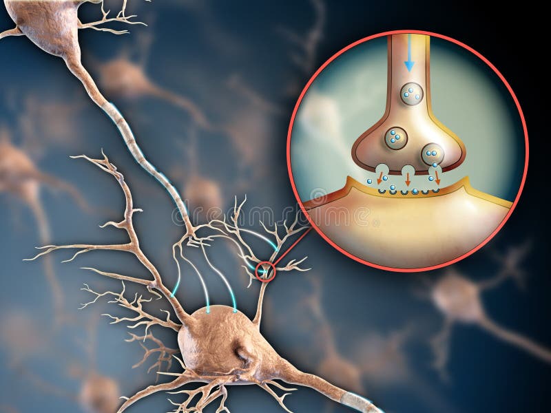 Neuron synapse stock illustration Neuron synapse stock illustration