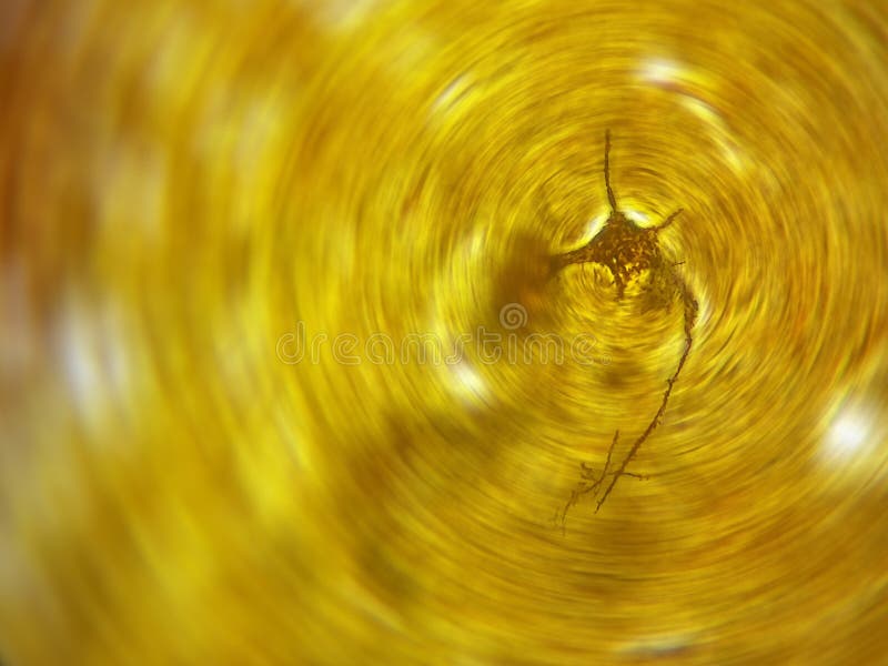 Neuroscience: neuron with some dendrites focused in the center and circular blur around. Neuroscience: neuron with some dendrites focused in the center and circular blur around.