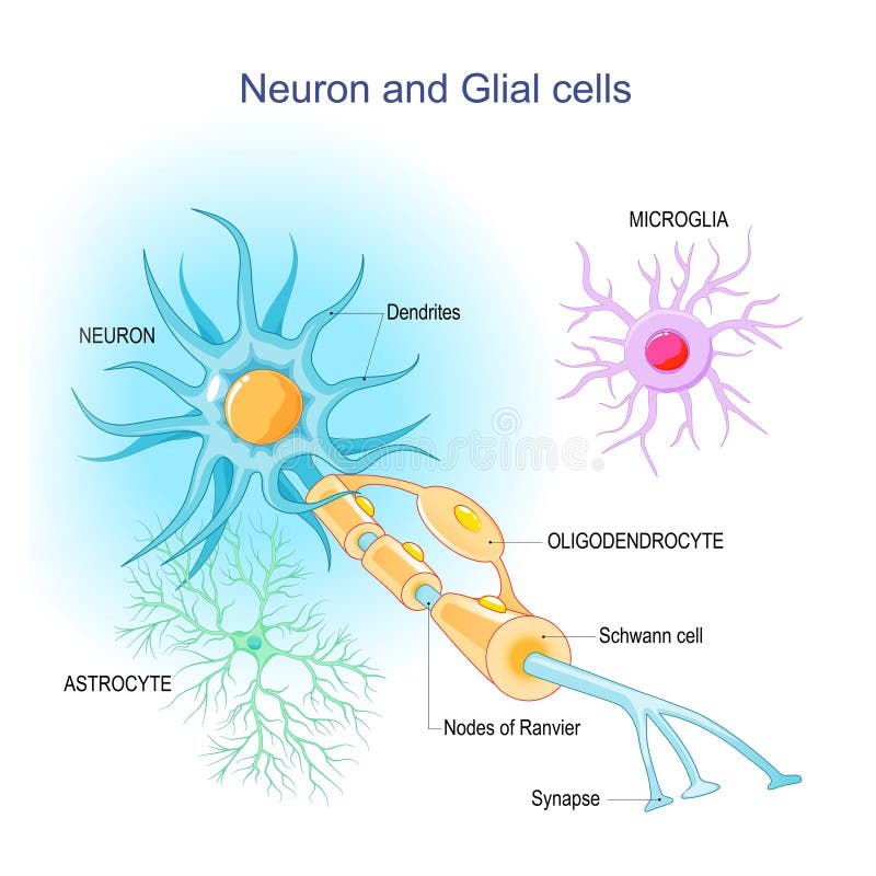 Neurona y neuroglia. estructura de neuronas y células gliales