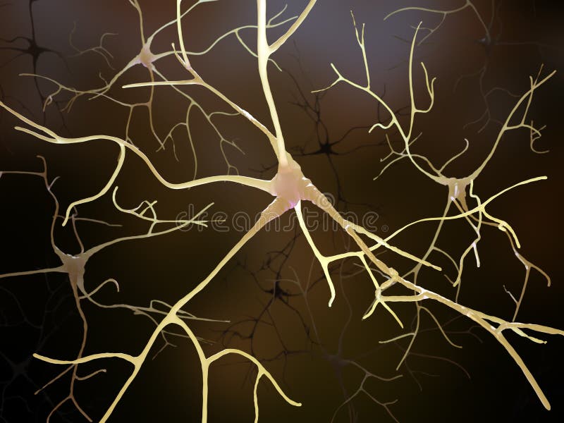 Neuronal connections inside the human brain