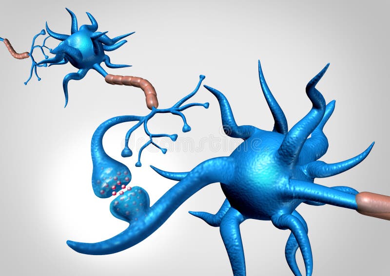 Neuronanatomie vektor abbildung Neuronanatomie vektor abbildung