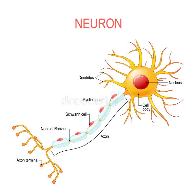 Neuronanatomie Struktur einer Nervenzelle vektor abbildung Neuronanatomie Struktur einer Nervenzelle vektor abbildung