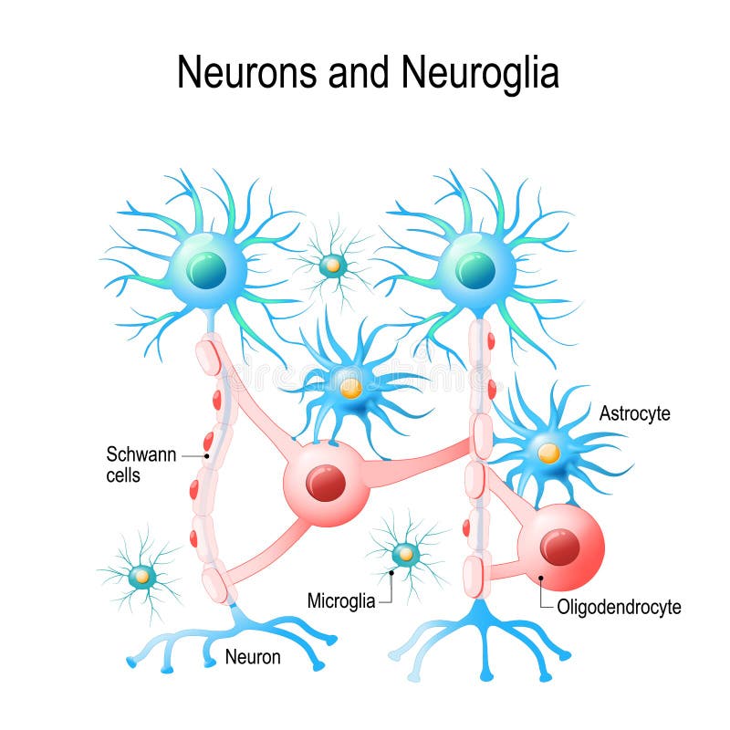 Neuronas y células neuroglial