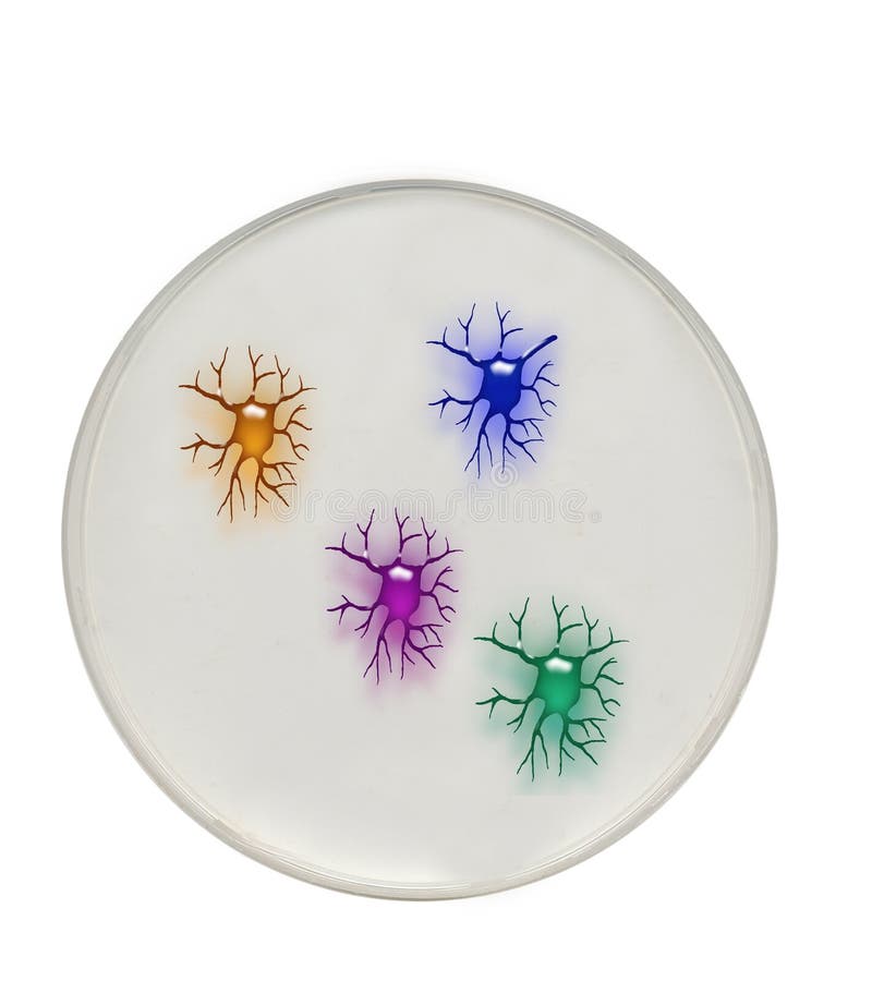 Neurons in Lab Dish stock illustration. Illustration of close 29411210