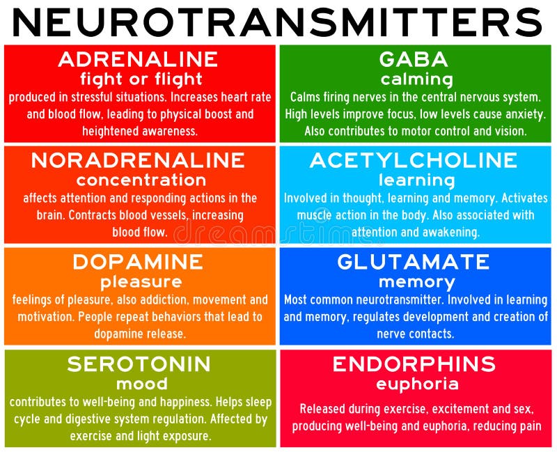 Overview of the most common neurotransmitters in the human body and their properties. Overview of the most common neurotransmitters in the human body and their properties