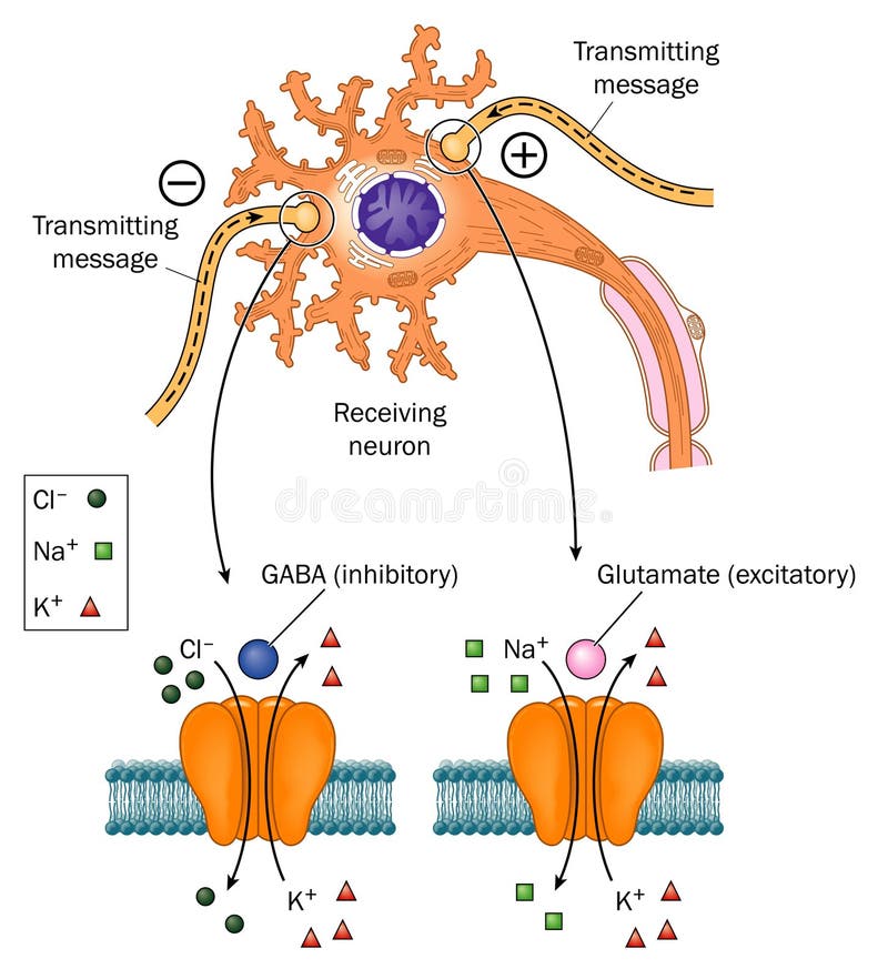 Neurotransmitters involved in Epilepsy vector illustration